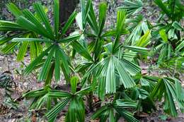 Image of Mangrove fan palm