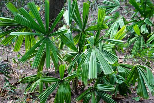 Image of Mangrove fan palm