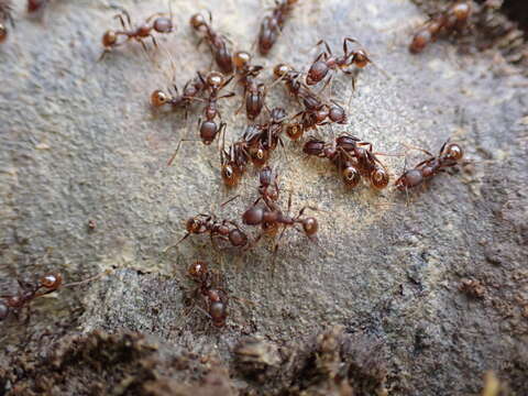 Image of Tawny Collared Ant