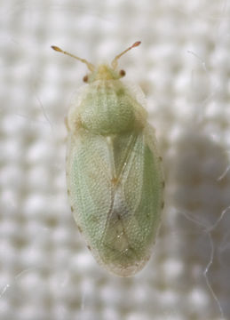 Image of <i>Parapiesma quadratum</i>