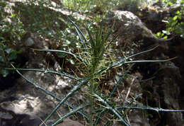 Image de Ptilostemon diacantha (Labill.) Greuter