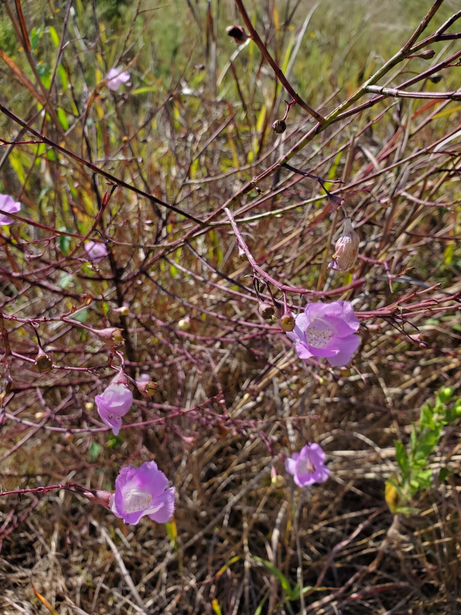 Image of stiffleaf false foxglove