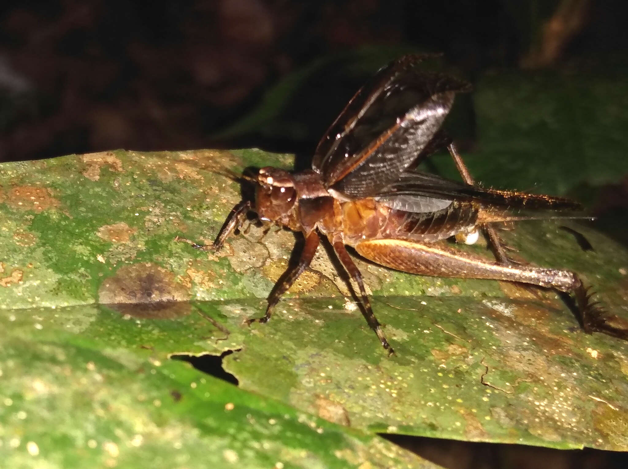 صورة Eneoptera nigripedis Robillard 2005