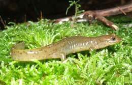 Image of Black mountain salamander