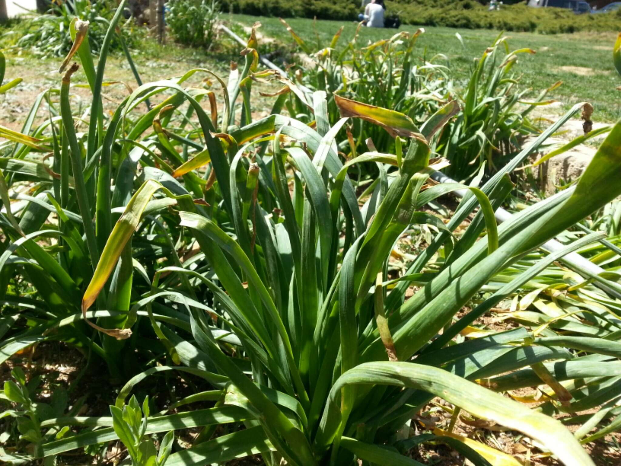 Narcissus tazetta subsp. chinensis (M. Roem.) Masamura & Yanagih.的圖片