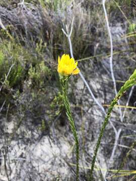 Image of Lachnaea aurea Eckl. & Zeyh. ex Meissn.