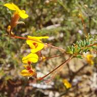 Image of Dillwynia trichopoda (Blakely) Jobson & P. H. Weston