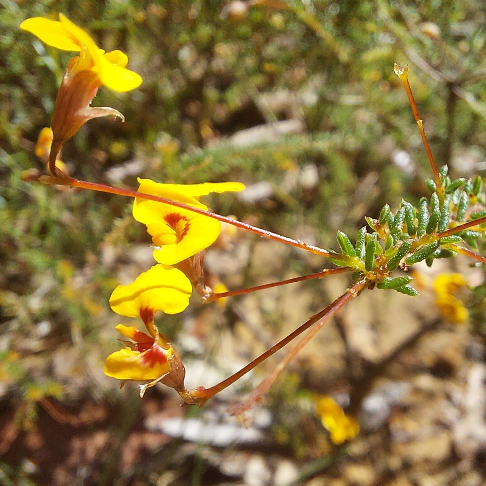 Image of Dillwynia trichopoda (Blakely) Jobson & P. H. Weston