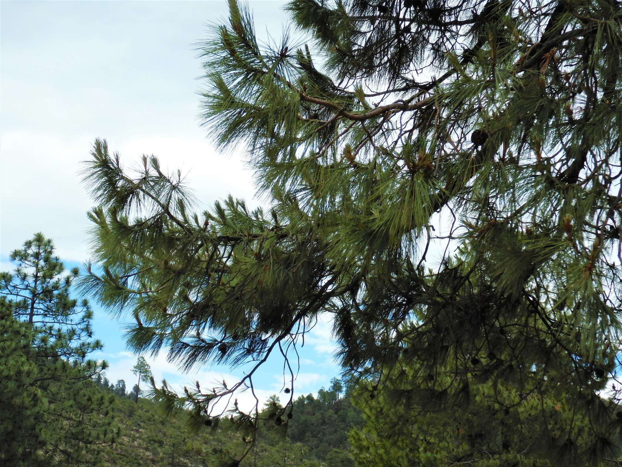 Image of Pinus leiophylla var. leiophylla