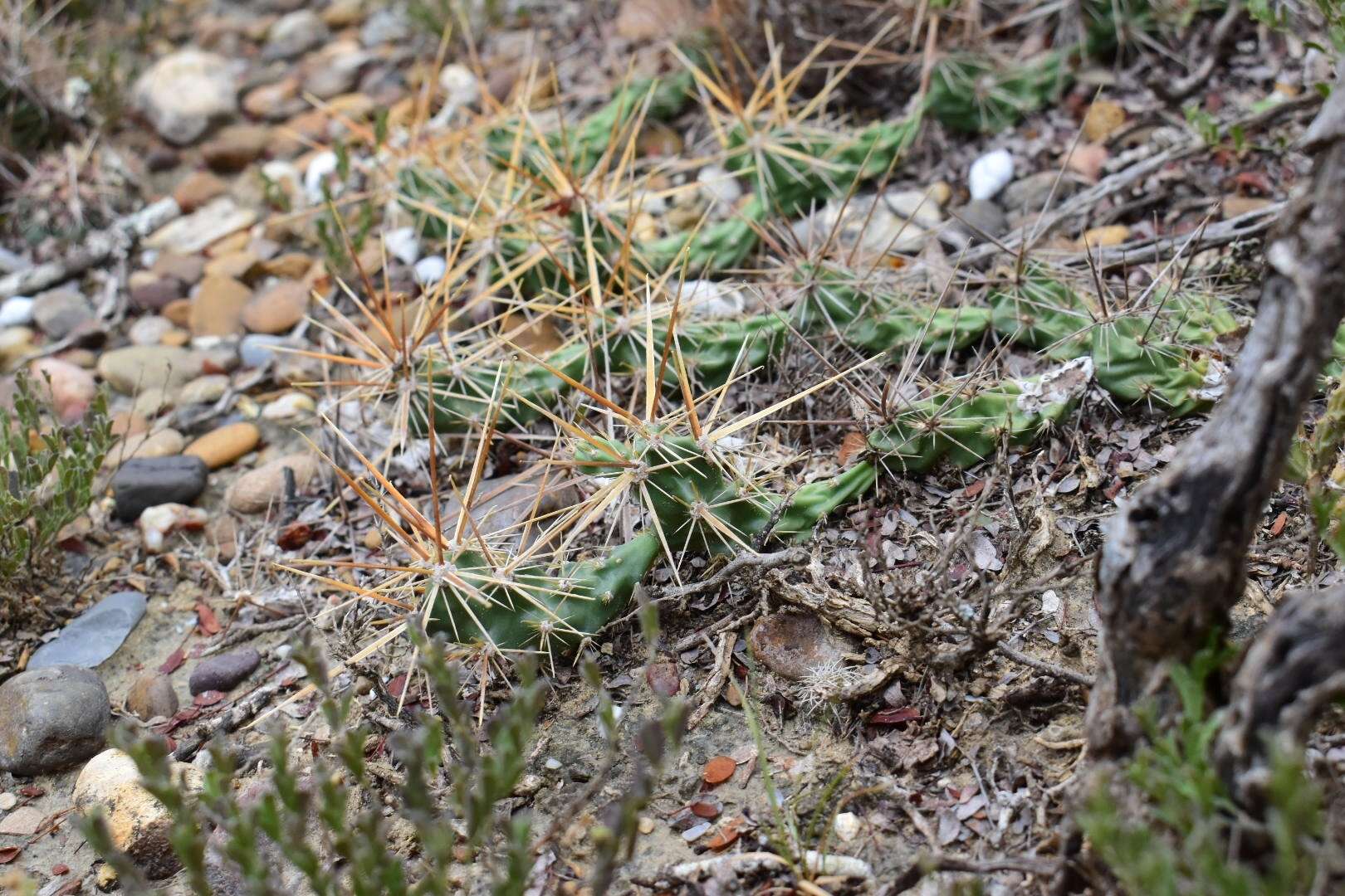 Image of Schott's Prickly-pear Cactus