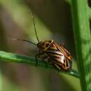 Image of Calocoris barberi Henry & Wheeler 1988