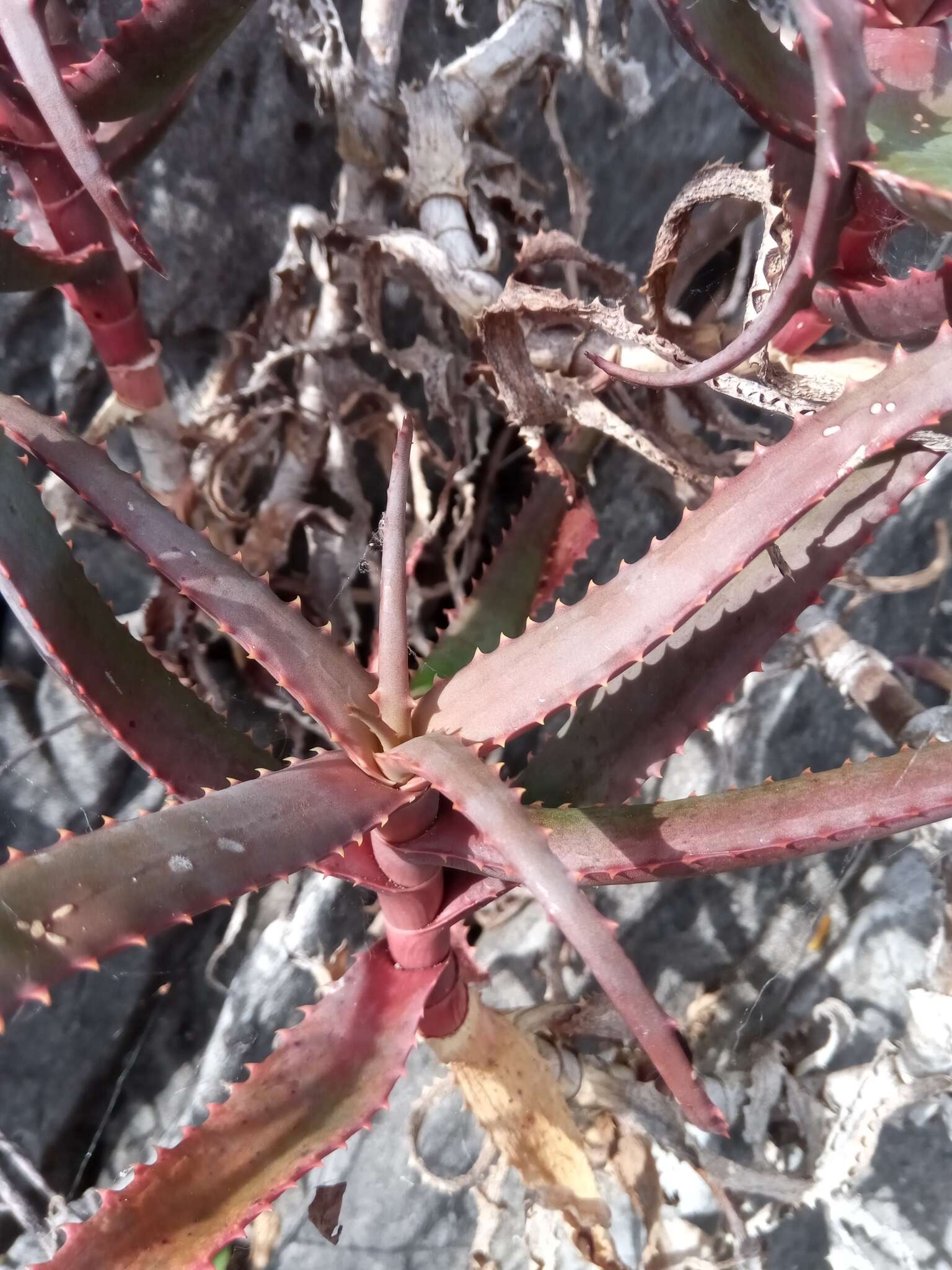 Image of Aloe cyrtophylla Lavranos