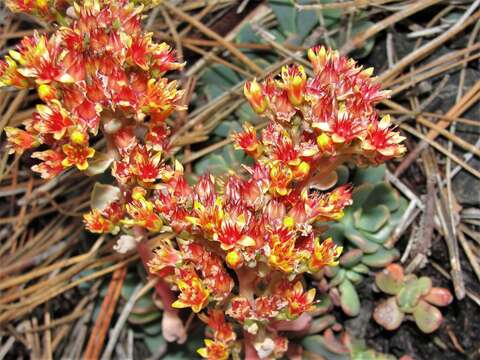 Image of Sedum rubiginosum