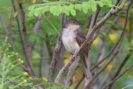 Image of Jungle Prinia