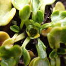 Sivun Ranunculus pseudotrullifolius Skottsberg kuva