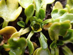 Image of Ranunculus pseudotrullifolius Skottsberg