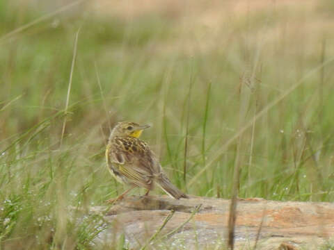 Image de <i>Hemimacronyx chloris</i>