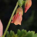 Image of Hermannia diffusa L. fil.