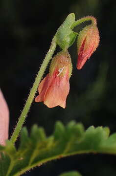 Image of Hermannia diffusa L. fil.