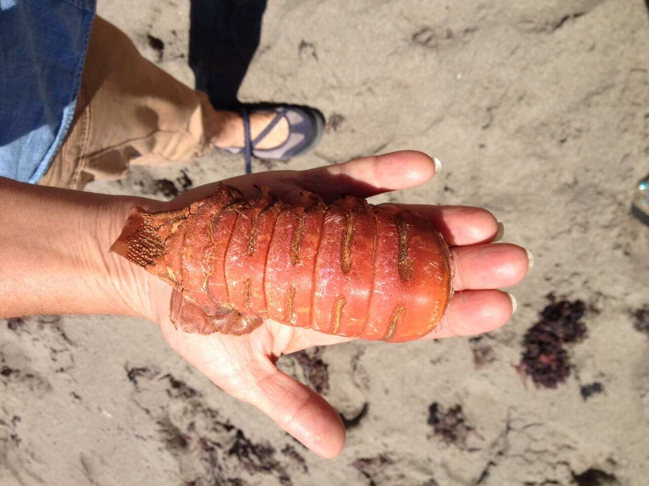 Image of California Spiny Lobster