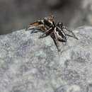 Image of Habronattus ballatoris Griswold 1987