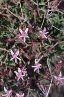 Image of Pelargonium crithmifolium J. E. Sm.