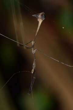 Ghilianella mirabilis McAtee & Malloch 1925 resmi