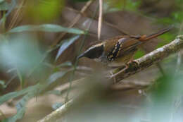 Image of White-bibbed Antbird