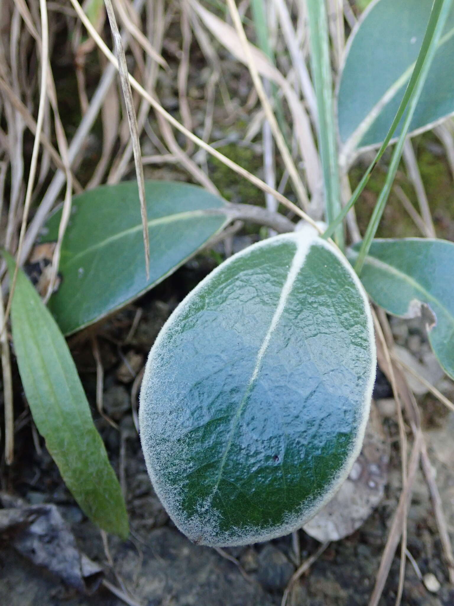 Image of Pachystegia insignis (Hook. fil.) Cheesem.