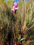 Imagem de Disa pillansii L. Bolus