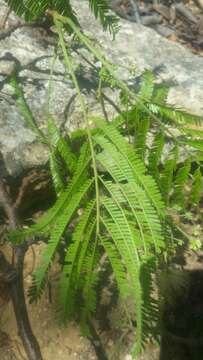 Image of Albizia polyphylla E. Fourn.