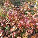 Image of Ribes procumbens Pall.