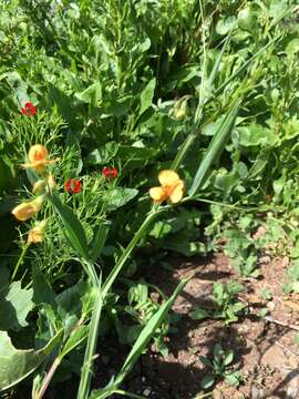 Imagem de Lathyrus hierosolymitanus Boiss.