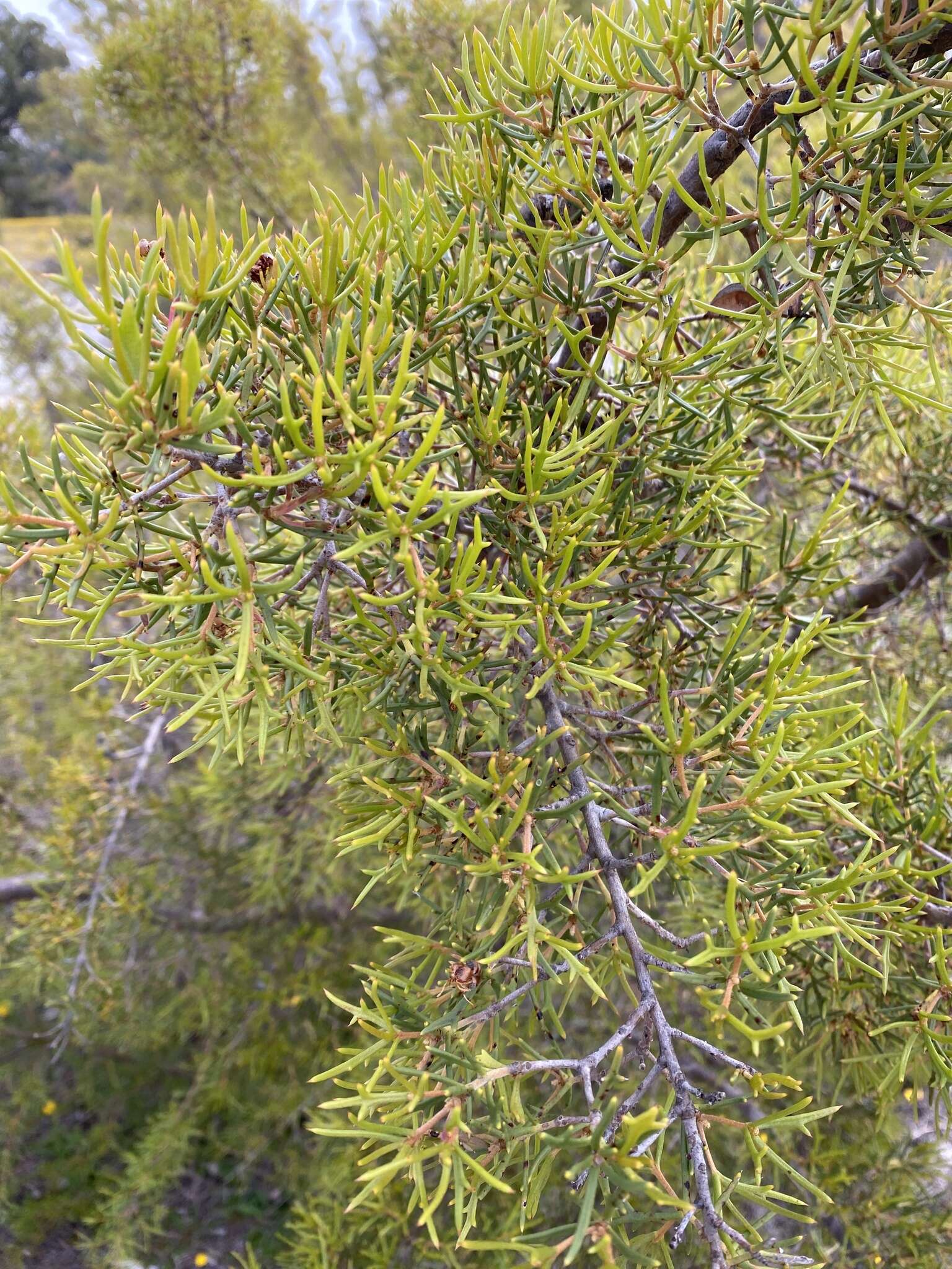 Image of Hakea varia R. Br.