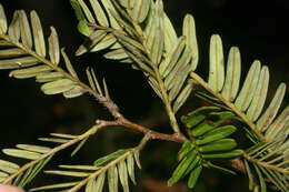 Image of Macrolobium acaciifolium (Benth.) Benth.