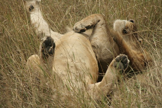 Image of Lion