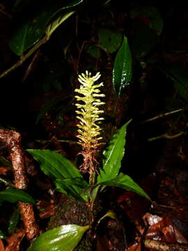 Image of Aspidogyne foliosa (Poepp. & Endl.) Garay