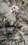 Image of Crassula saxifraga Harv.