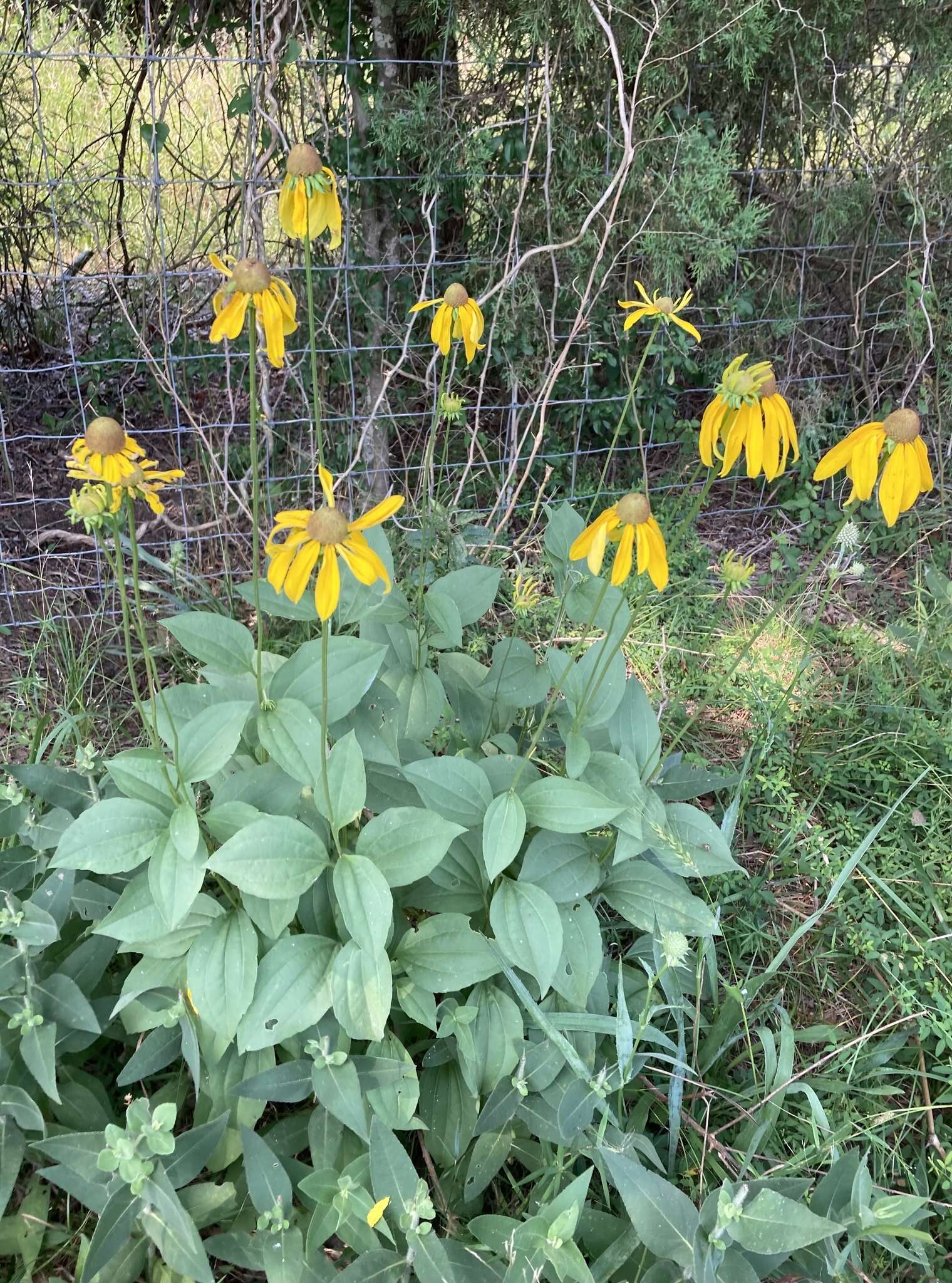 Image of rough coneflower