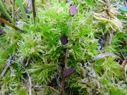 Sphagnum teres Ångström ex C. J. Hartman 1861的圖片