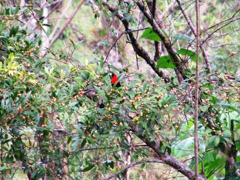 Image of Crimson-collared Tanager