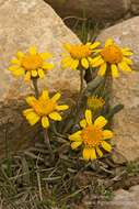 Image of hoary groundsel