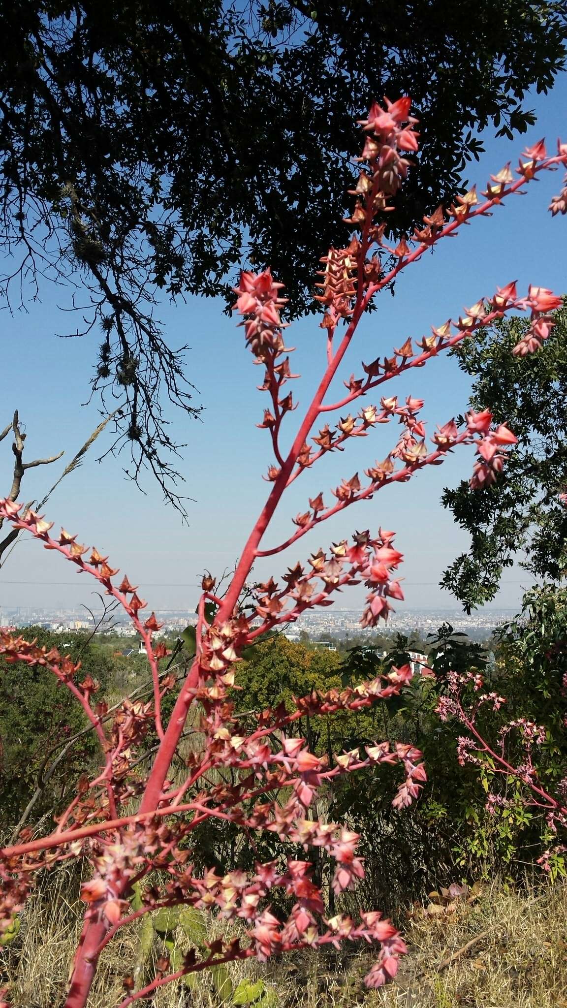 Image of Echeveria gibbiflora DC.