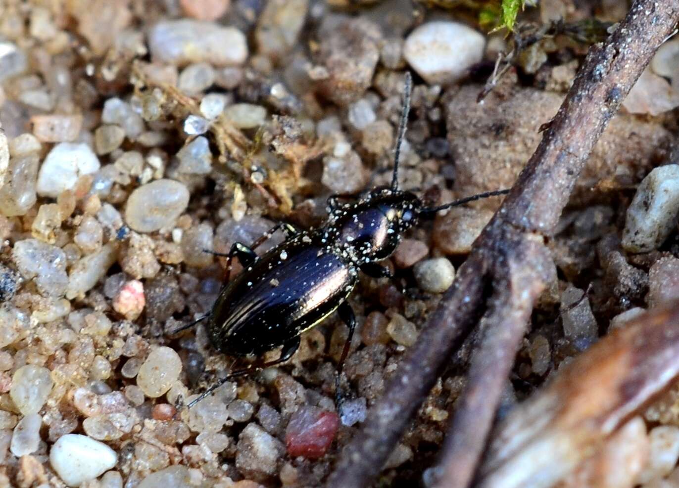 Image of Bembidion (Chlorodium) pygmaeum (Fabricius 1792)