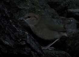 Image of Rusty-naped Pitta