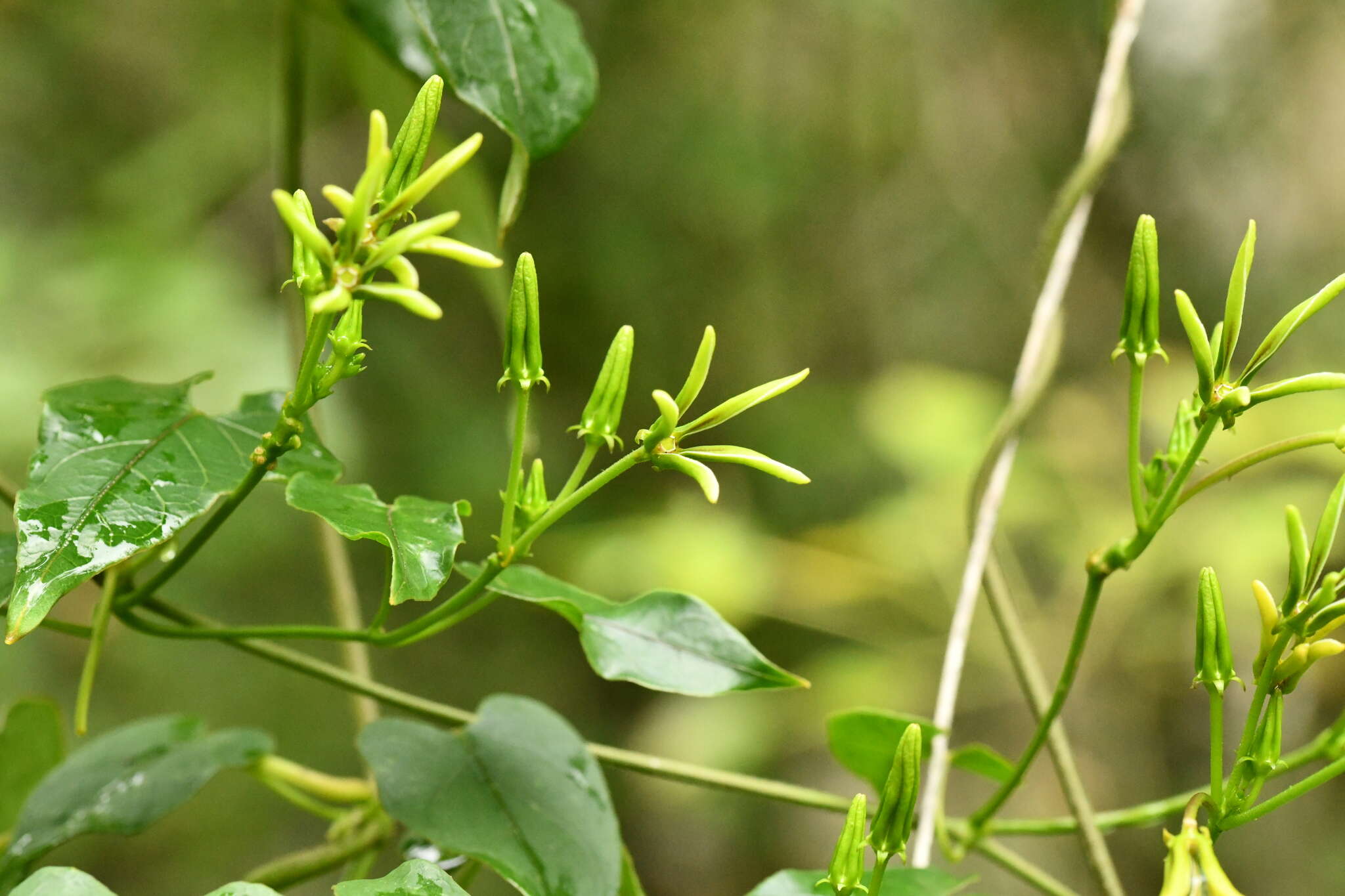 Image of Matelea calcarata (R. E. Woodson) R. E. Woodson