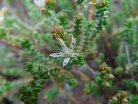 Слика од Sedum moranense Kunth