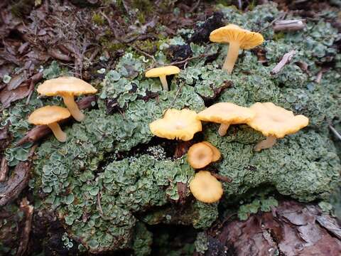 Image of Lichenomphalia hudsoniana (H. S. Jenn.) Redhead, Lutzoni, Moncalvo & Vilgalys 2002