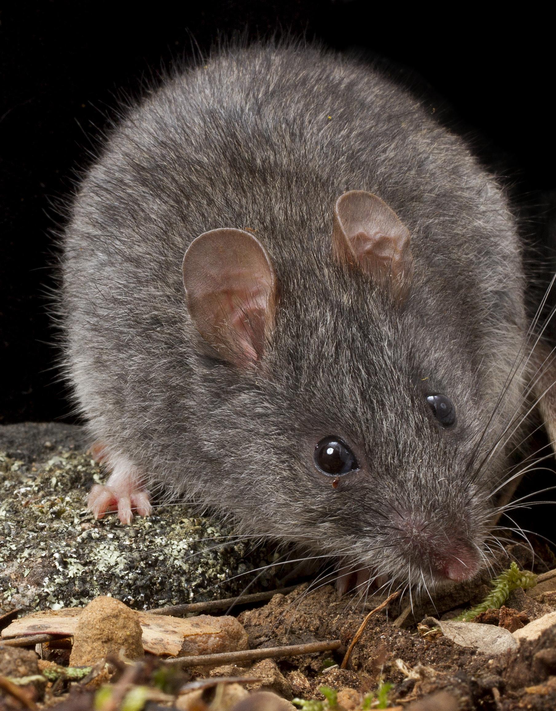 Image of Smoky mouse