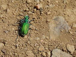 Image de Cicindela (Cicindela) denverensis Casey 1897